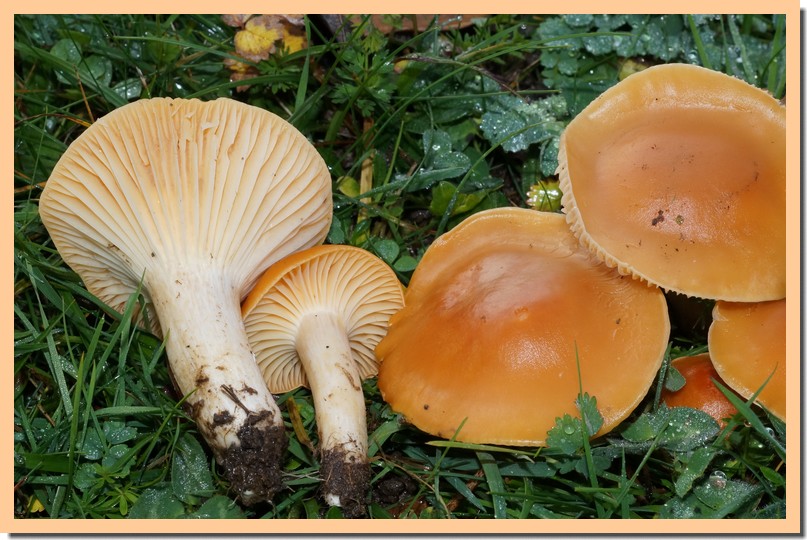 hygrocybe pratensis 141.jpg