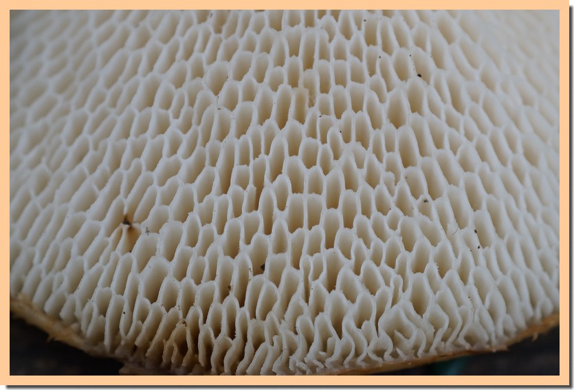 polyporus morii.jpg