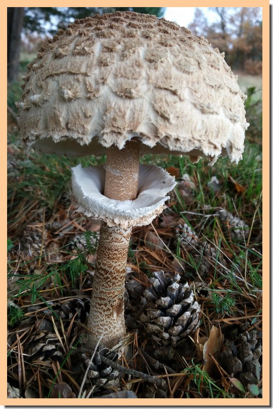 macrolepiota procera 18.jpg