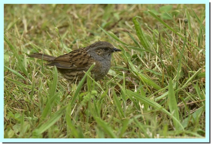 accenteur mouchet.jpg