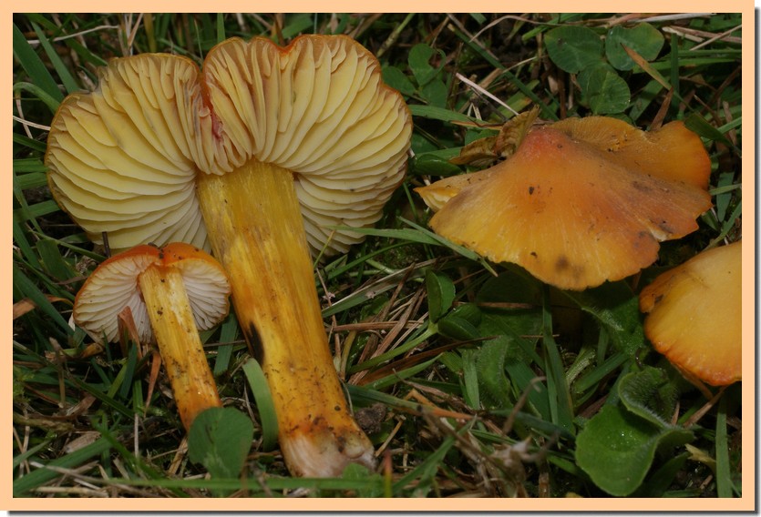 hygrocybe pseudoconica.jpg