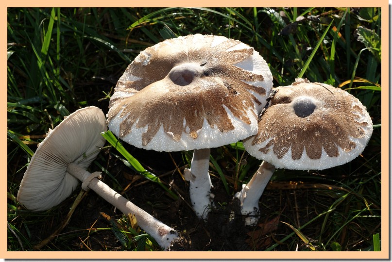 macrolepiota konradii.jpg