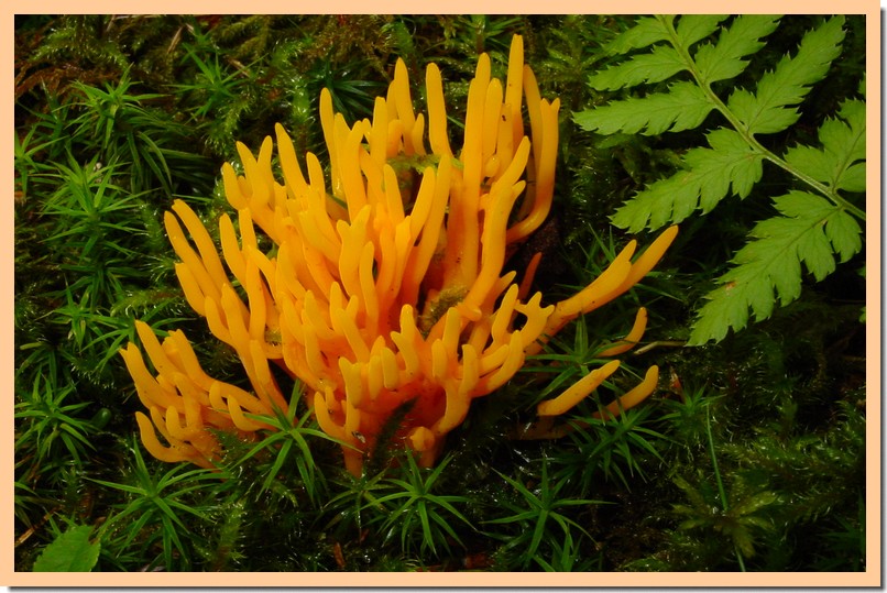 calocera viscosa.jpg