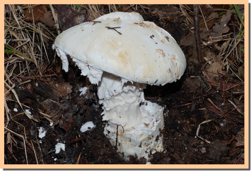 amanita ovoida 14.jpg