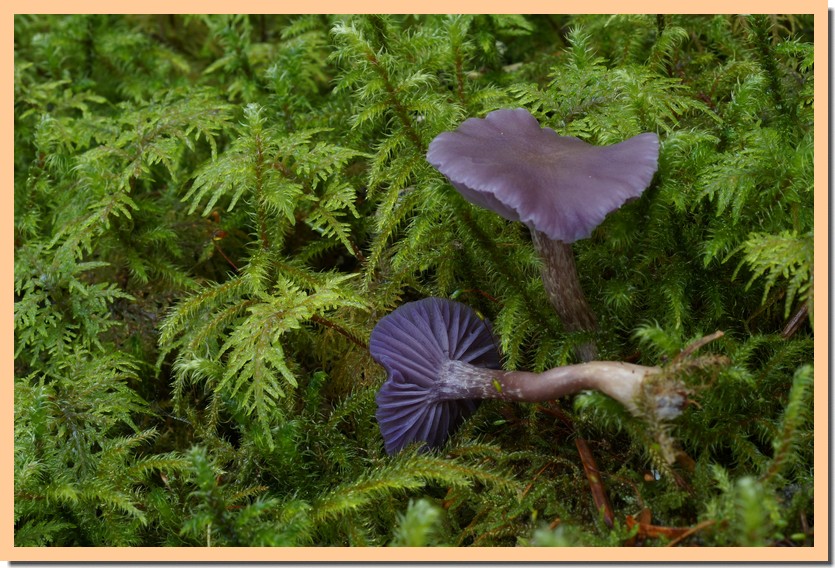 laccaria amethystina 162.jpg