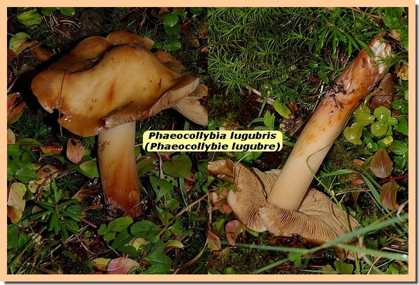 Phaeocollybia lugubris1 _Phaeocollybie lugubre_.jpg
