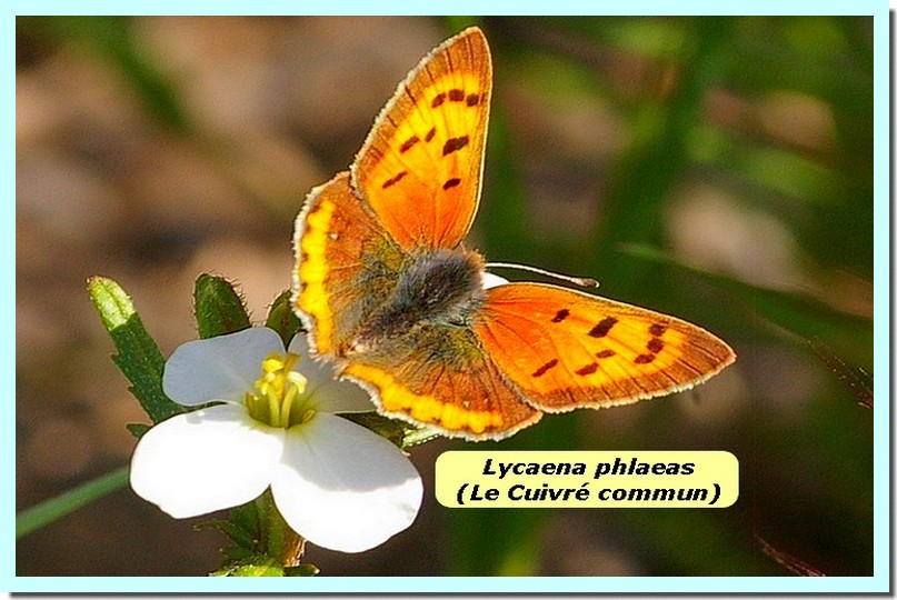 Lycaena phlaeas1 _Cuivre commun_.jpg