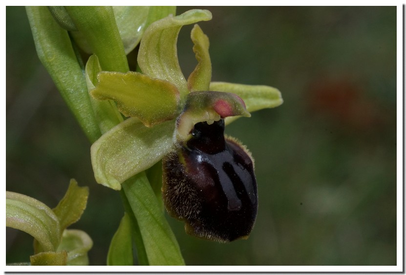 ophrys aranifera 16.jpg