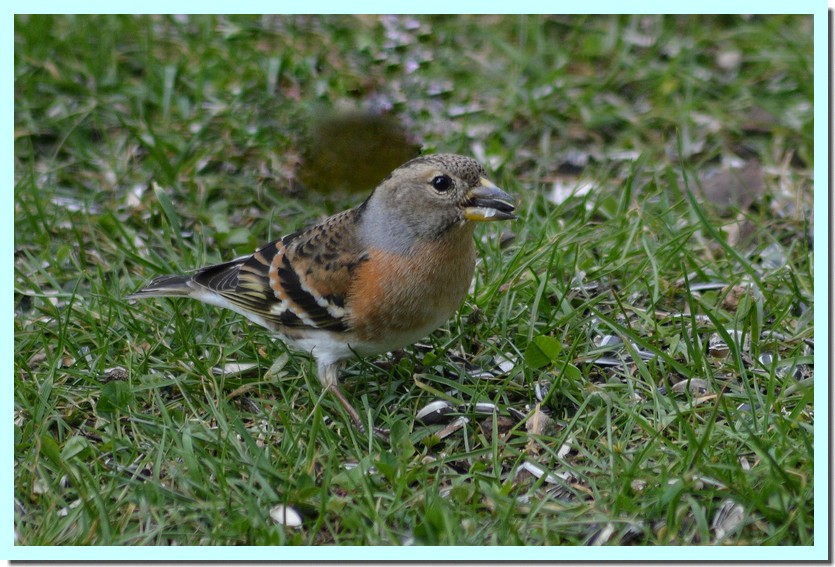 pinson du nord mâle en mars.jpg