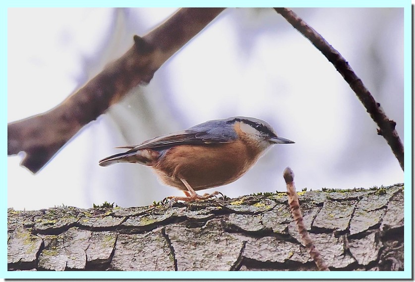 sitelle torchepot.jpg