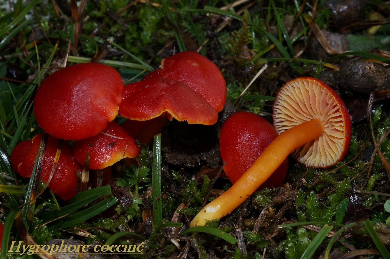 hygrocybe coccinea 145.jpg