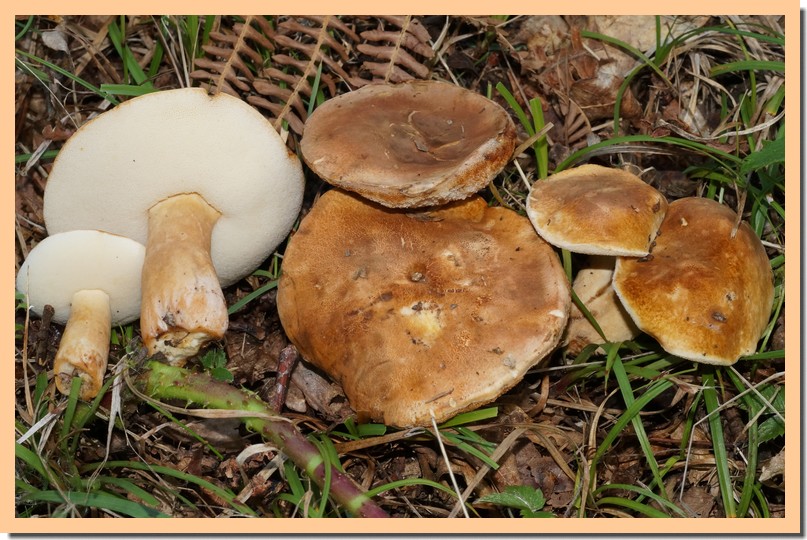 gyroporus castaneus 18.jpg