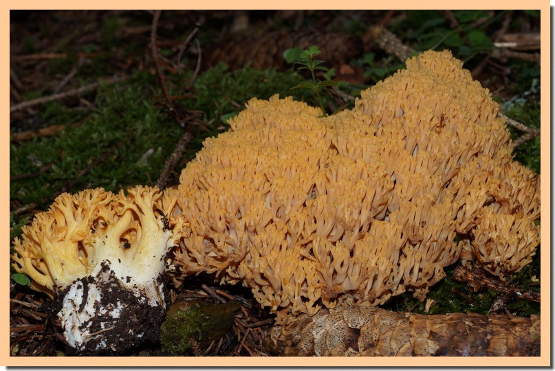 ramaria largentii 17.jpg