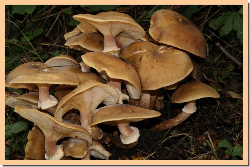 armillaria mellea20.jpg
