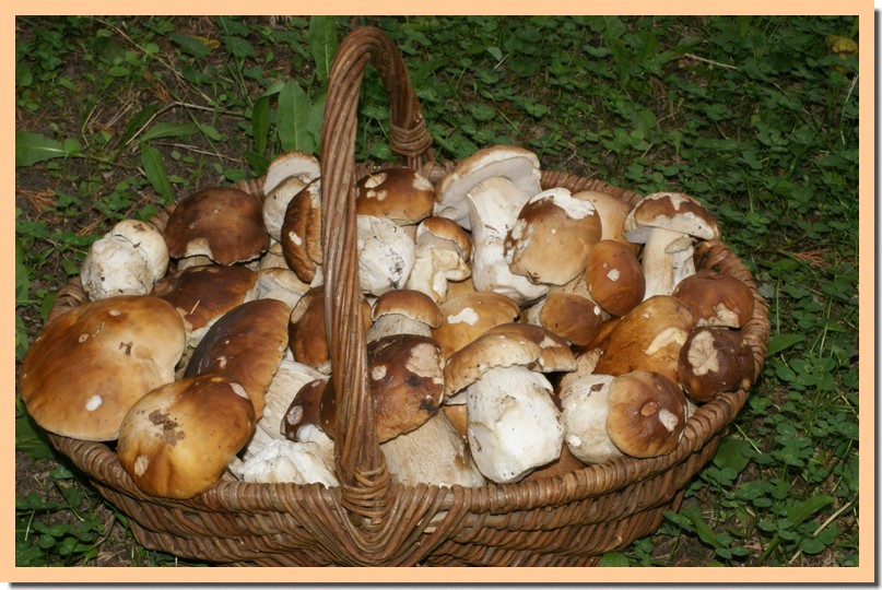 panier cèpes