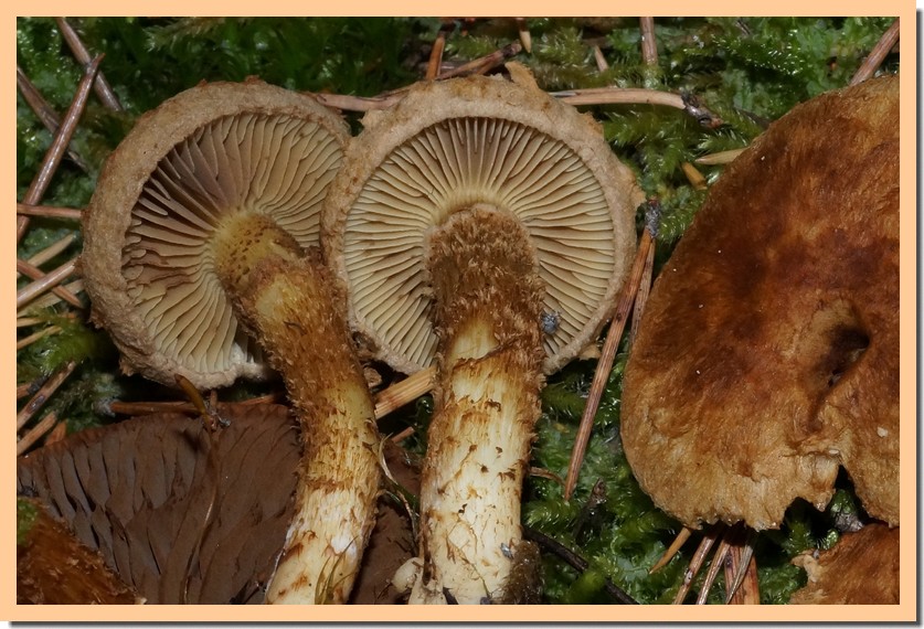 inocybe terrigena2.jpg