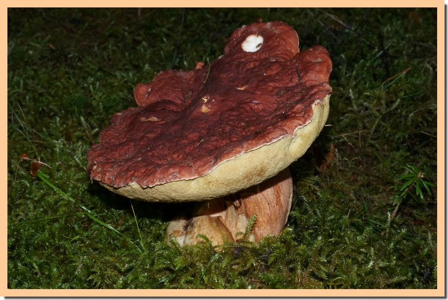 boletus pinophilus4.jpg