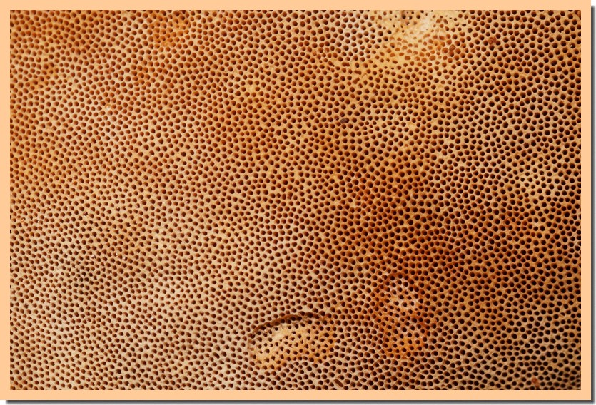 fomitopsis pinicola 20 pores.jpg