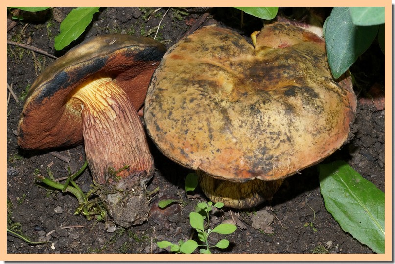 boletus luridus 14.jpg