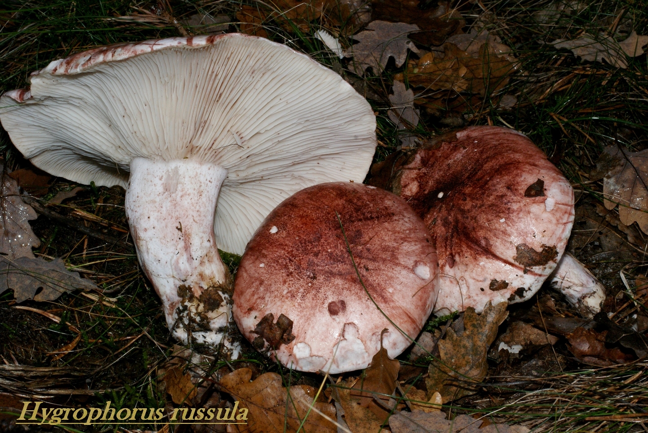 hygrophorus russula 2.jpg