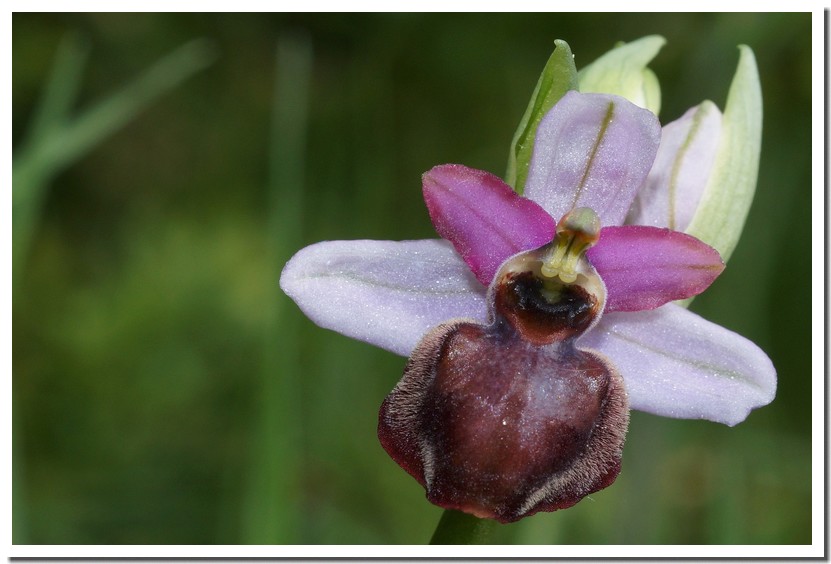 ophrys aveyronensis.jpg