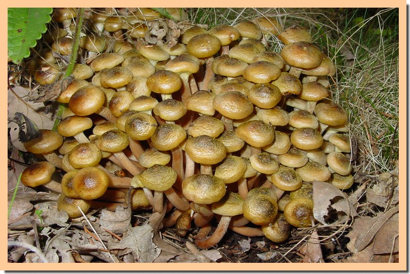 armillaria mellea.jpg