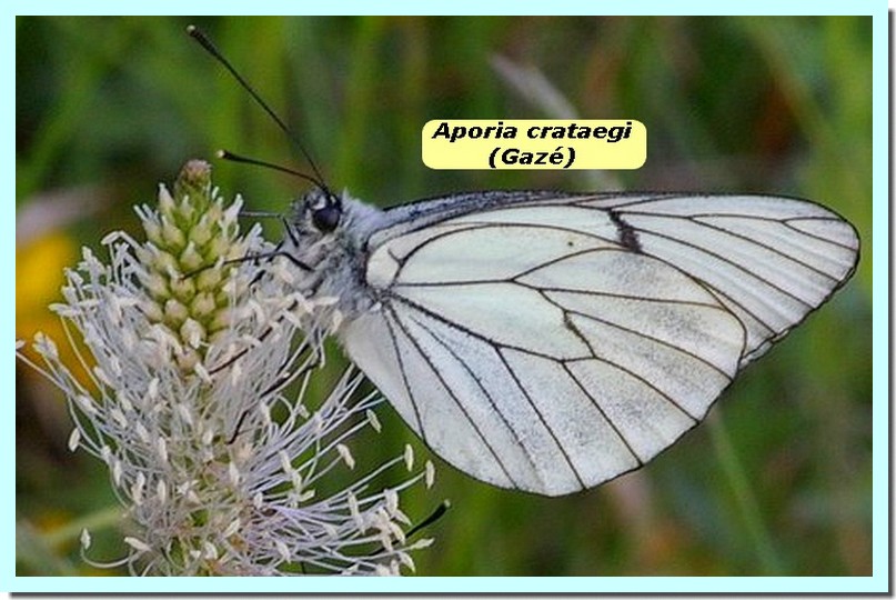 Aporia crataegi1a _Gaze_.jpg