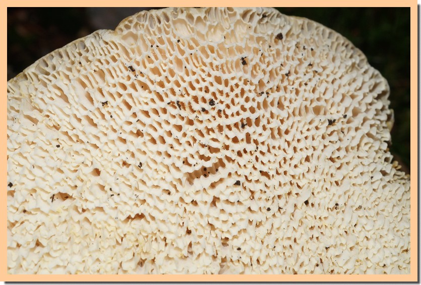 scutiger pes-caprae pores 22.jpg