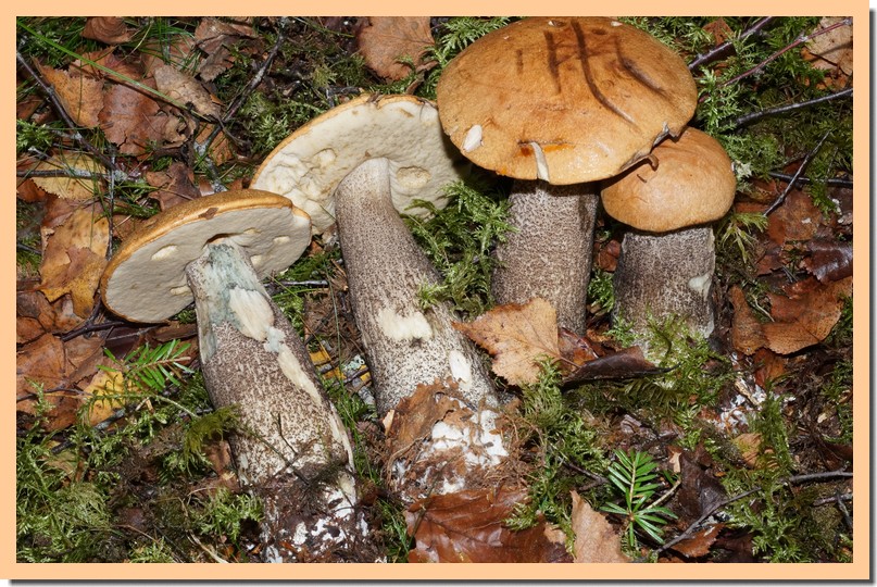 leccinum versipelle 16.jpg