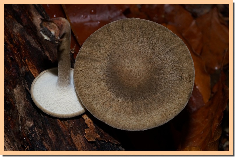 polyporus brumalis 15.jpg