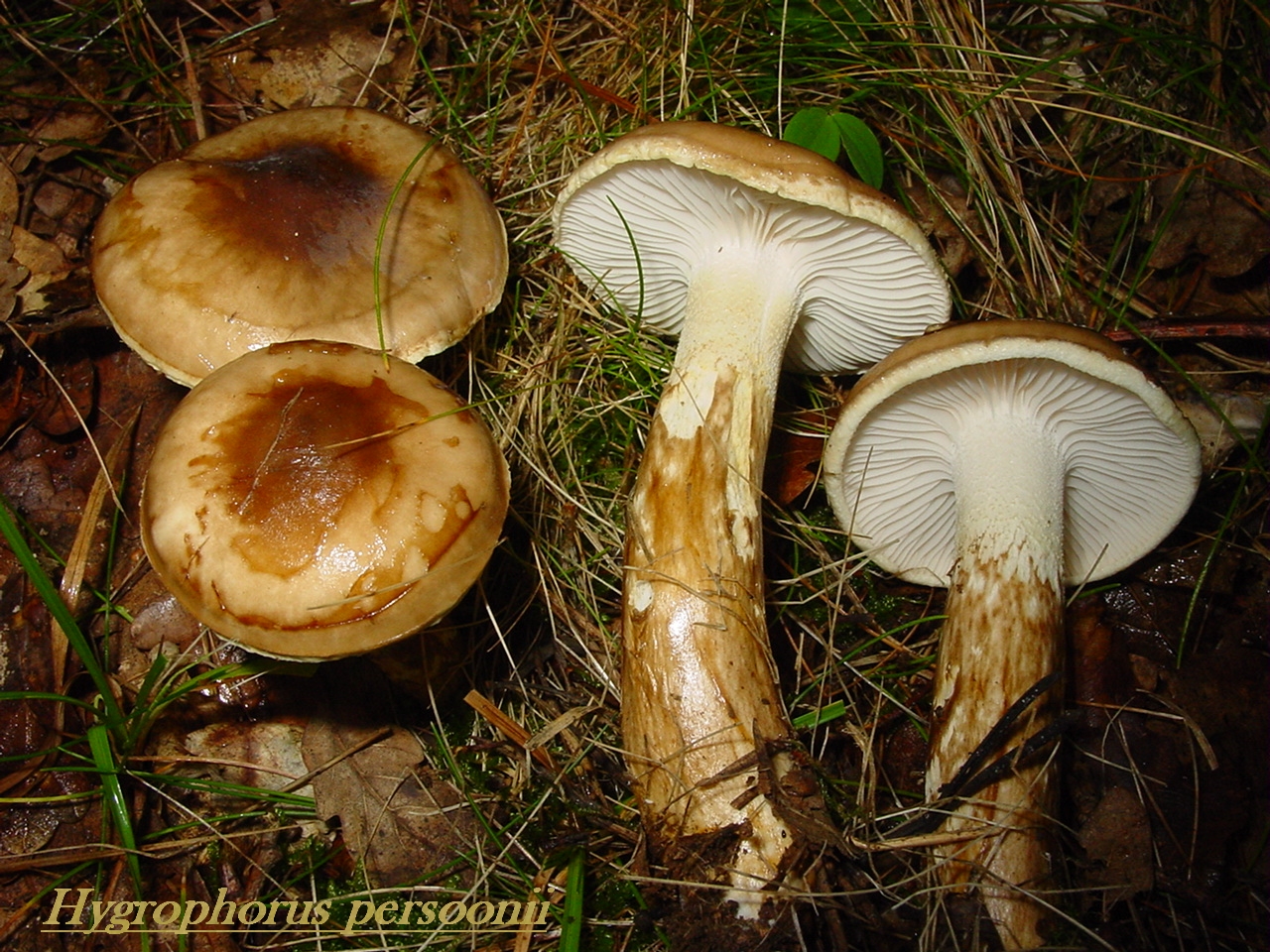 hygrophorus personii.jpg