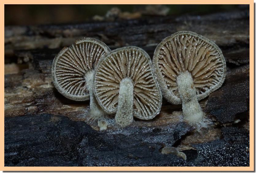 Simocybe centunculus 24 2.jpg