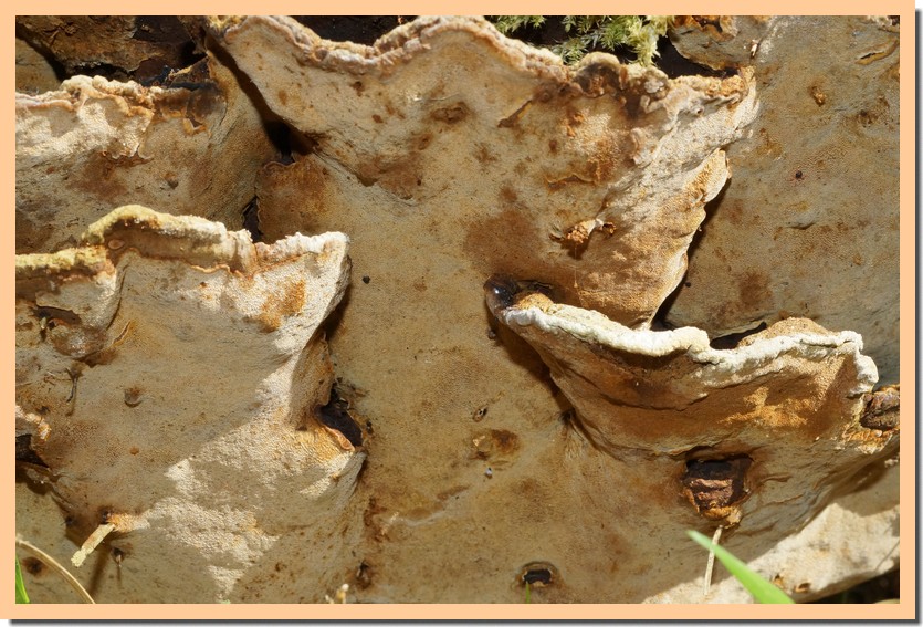 phellinus ribis 2.jpg