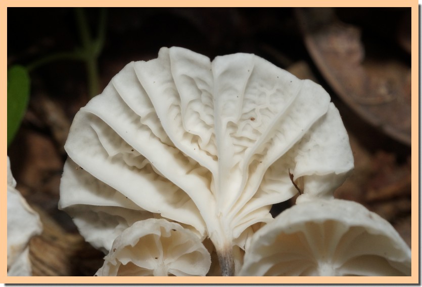 marasmiellus candidus 22.jpg