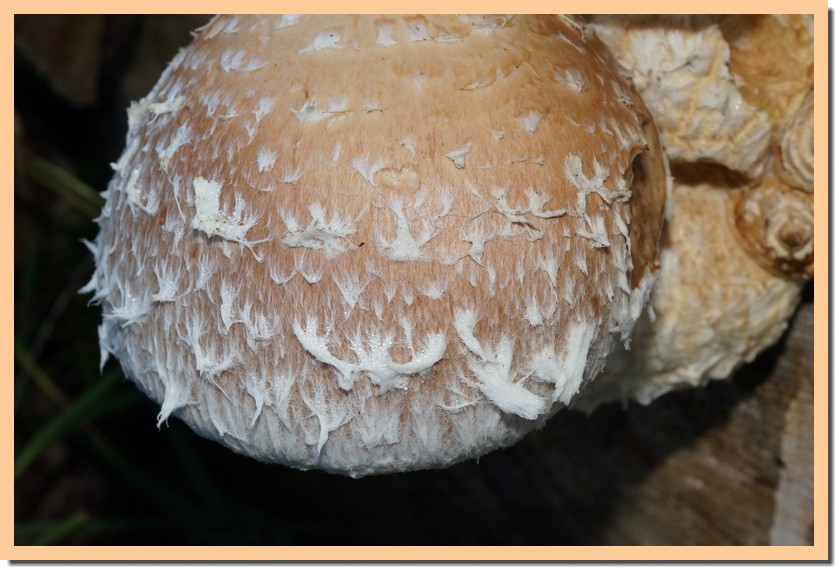 hemipholiota pupulnea 21.jpg