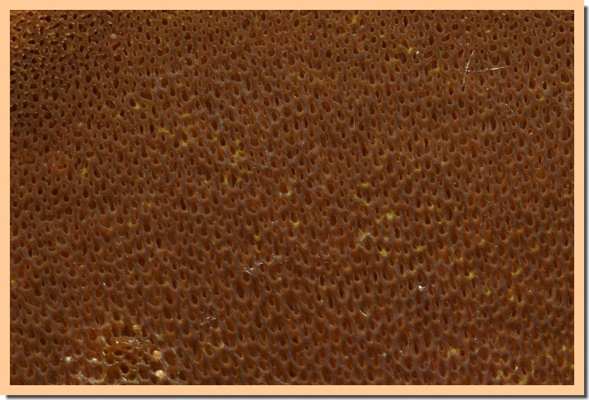 suillus variegatus pores 23.jpg