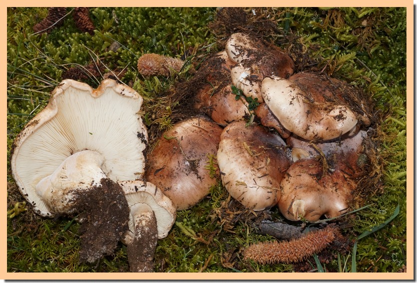 tricholoma cedretorum 21.jpg