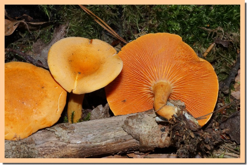 hygrophoropsis aurantiaca 153.jpg