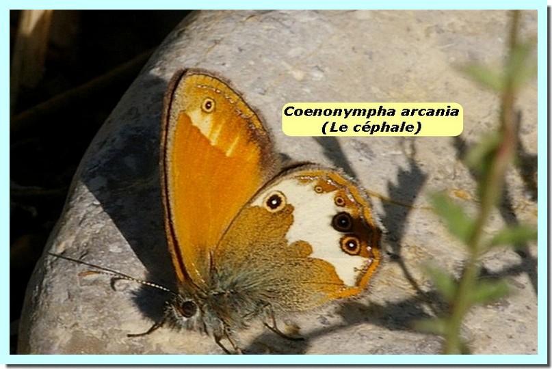 Coenonympha arcania1e _Le Céphale_.jpg
