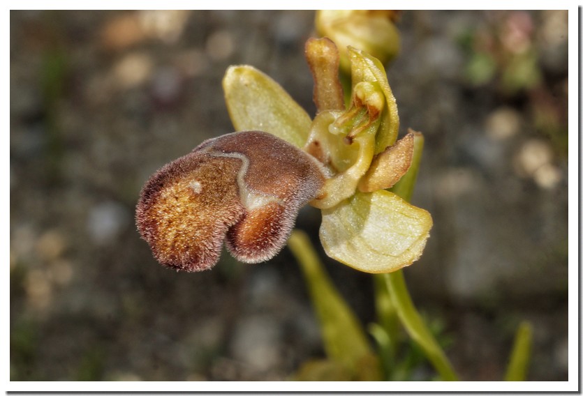ophrys omegaifera 23.jpg