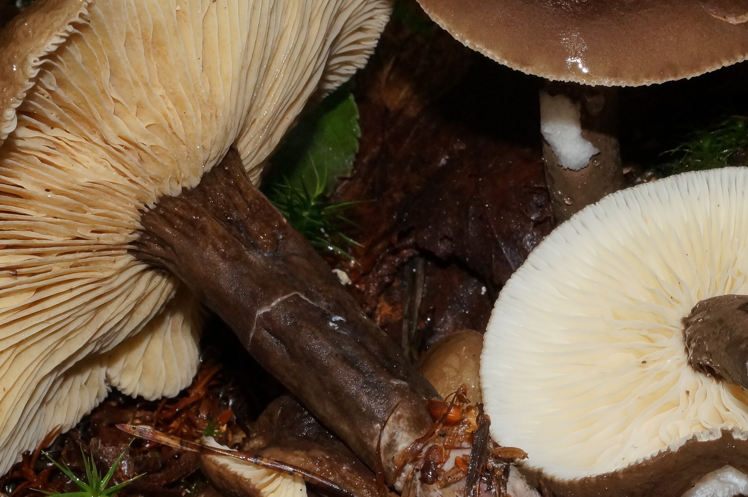 lactarius lignyotus 21.jpg