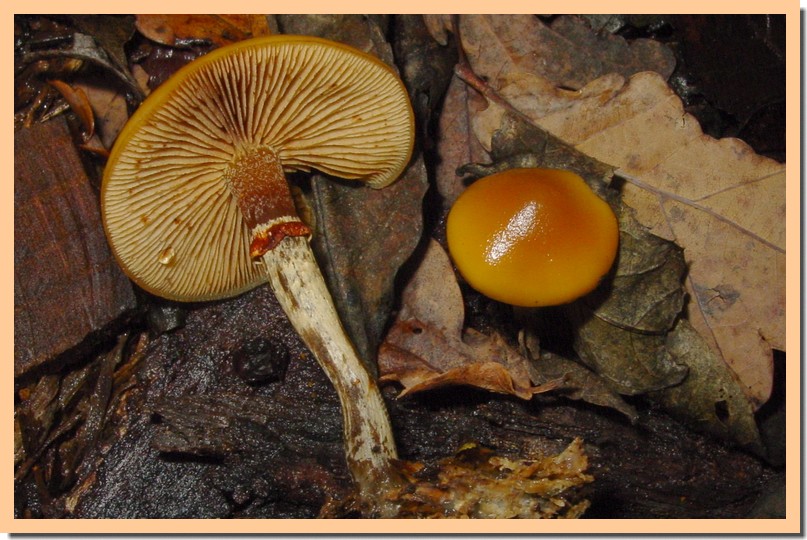 galerina marginata1.jpg
