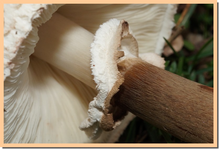 macrolepiota rhacodes anneau.jpg