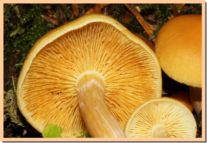 gymnopilus penetrans 19 1.jpg