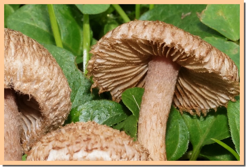 inocybe hystrix 22 1.jpg