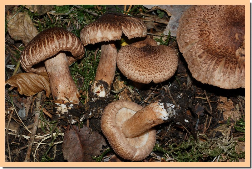 tricholoma vaccinum3.jpg