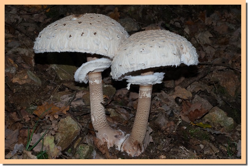 macrolepiota procera3.jpg
