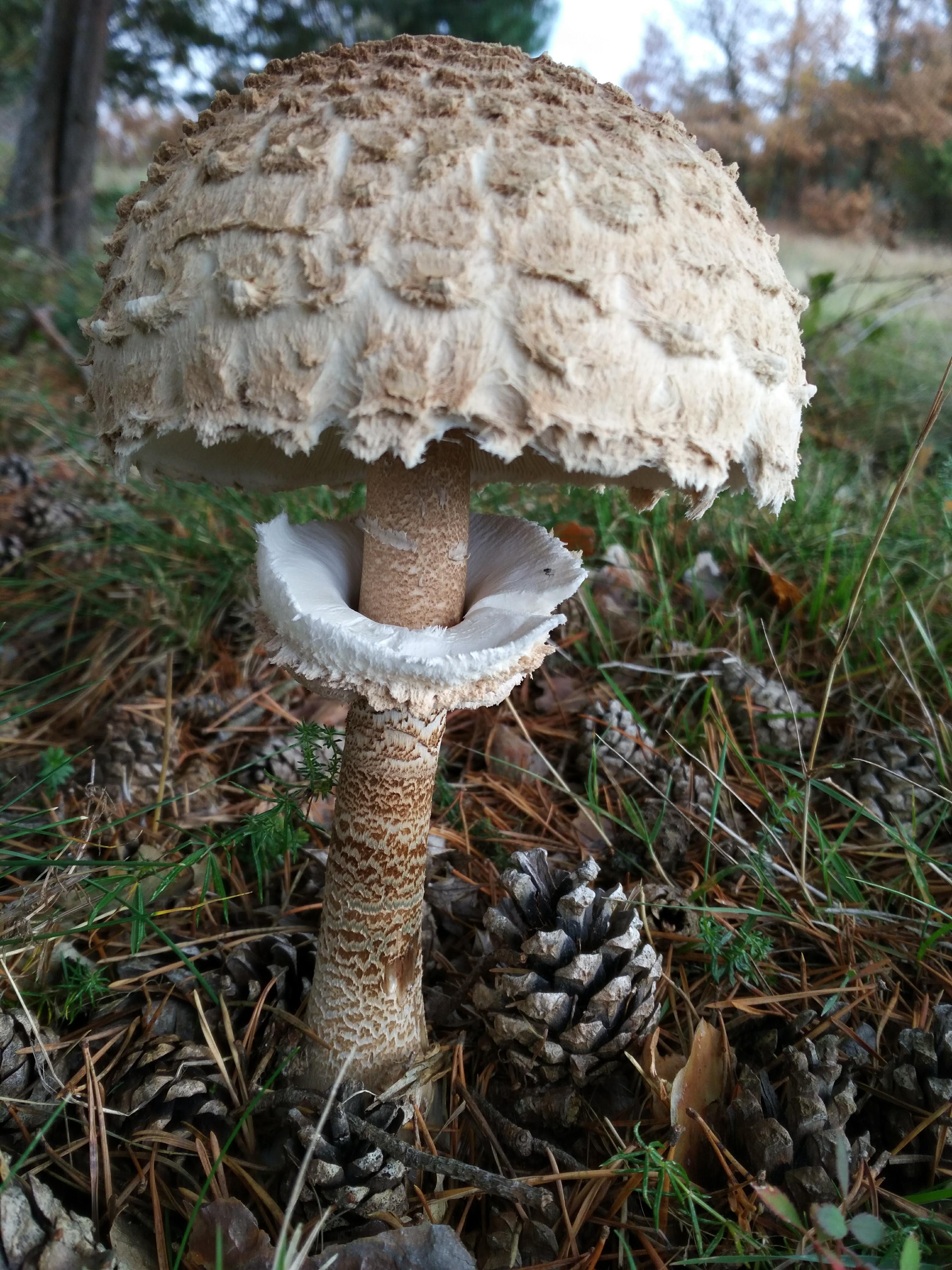 Macrolepiota Procera ConnaitreLaNature Macrolepiota Procera ConnaitreLaNature