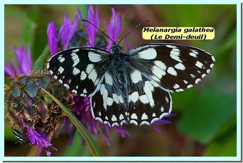 Melanargia galathea1 _Demi-deuil_.jpg