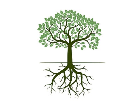 arbre-sophrologie-1.jpg